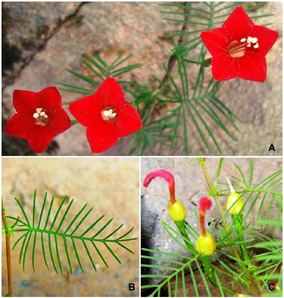 Different parts of Ipomoea quamoclit: A, Flowers; B, Leaf; C, Fruits.