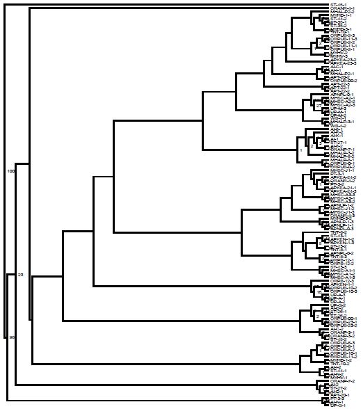 Neighborjoining (NJ) dendrograph of 118 ramets of plus trees of teak (Tectona grandis L. f.) based on Nei’s (1983) genetic distance method.