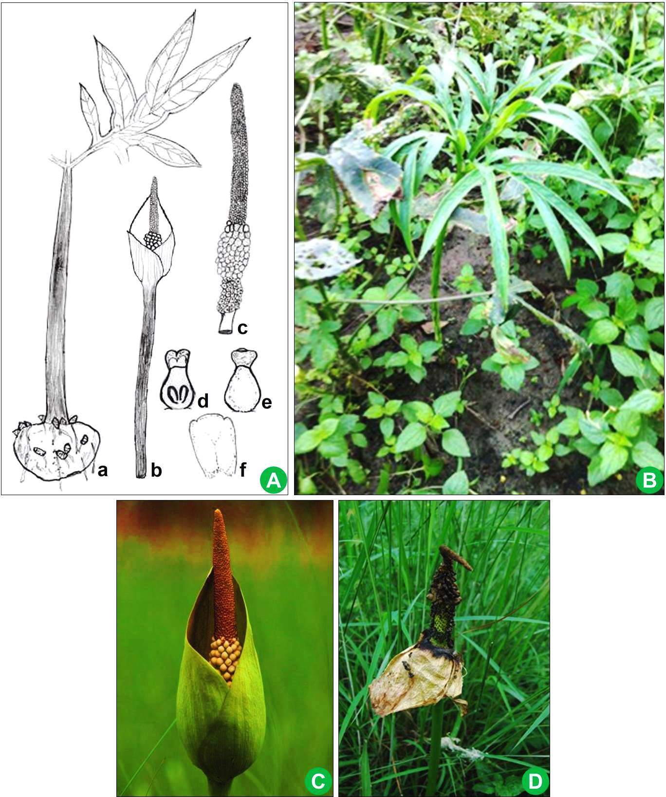 Amorphophallus margaritifer: A, Illustrations (a, Tuber with leaf; b, A mature peduncle with inflorescence; c, Inflorescence showing spadix, spathe removed and male and female flower zone; d, Female flower (L.S.); e, Single female flower; f, Male flower); B. A mature peduncle with lamina in its habitat; C, Spadix at mature stage; D, Inflorescence showing spadix.