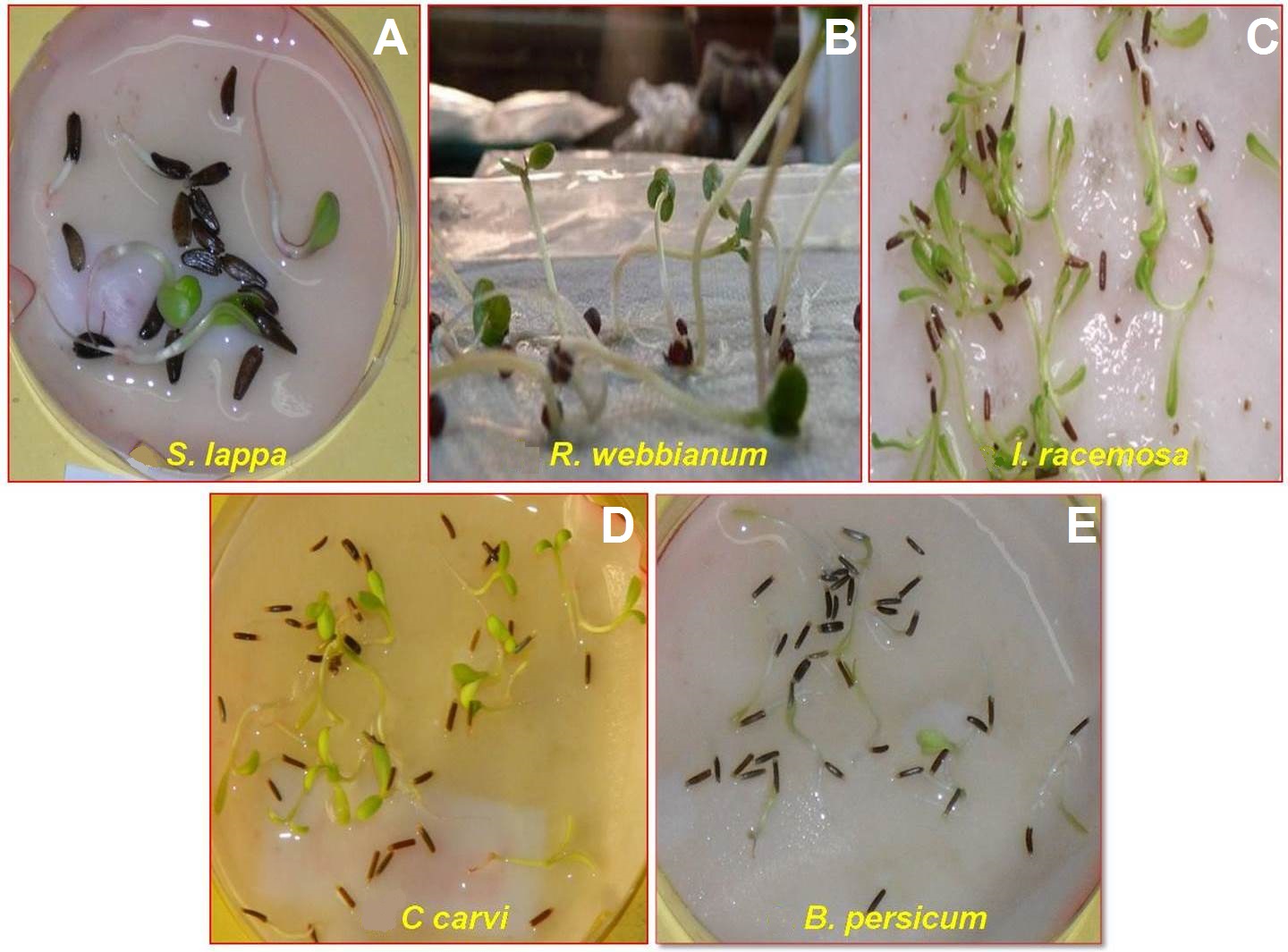 Seed germination of some selected medicinal plants.