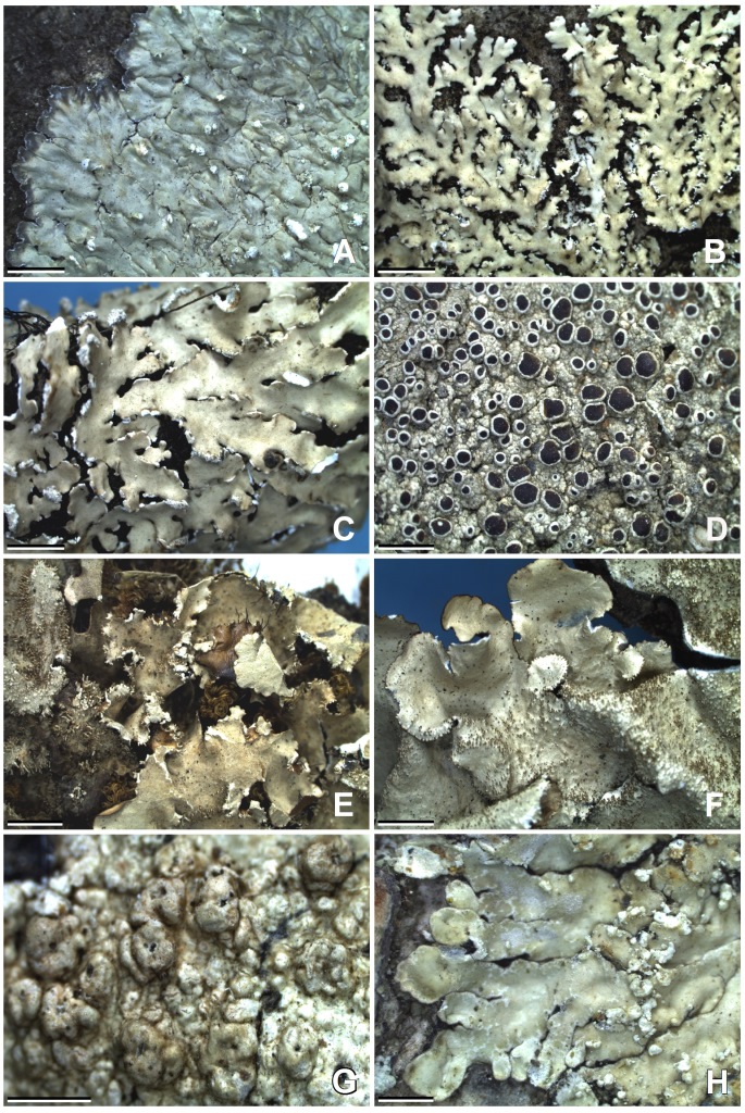Some common lichen species reported from the study area: A, Dirinaria consimilis; B, Heterodermia dissecta; C, H. speciosa; D, Lecanora perplexa; E, Parmotrema crinitum; F, P. tinctorum; G, Pertusaria concinna; H, Pyxine coralligera. [Scale bars: A–F = 2 mm; G & H = 1 mm]