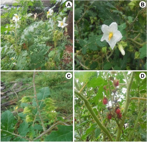 <em>Solanum sisymbriifolium </em>Lam.: <strong>A, </strong>Plant in natural habitat (Habit);<strong> B, </strong>A flower twig;<strong> C, </strong>Unripe berry (fruit);<strong> D, </strong>Ripe berry and prickles.