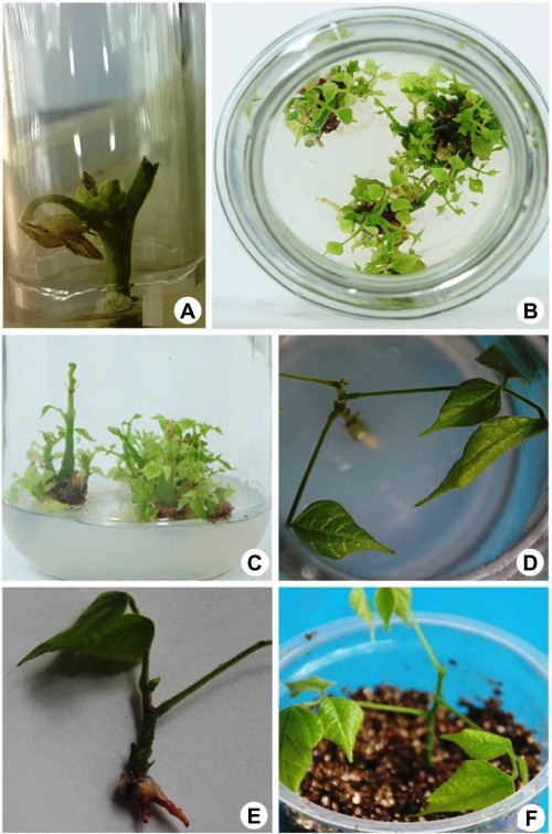 <strong>A,</strong> Shoot bud initiation of Pueraria tuberosa from nodal explants on MS medium supplemented with 0.5 mg.L<sup>-1 </sup>BAP and 0.5 mg.L<sup>-1 </sup>KN; <strong>Bâ€“C,</strong> Multiple shoot induction after 40 days of culture on 0.5 mg.L<sup>-1 </sup>BAP and 0.5 mg.L<sup>-1 </sup>KN; <strong>D,</strong> Shoot elongation on MS medium with 1.5 mg.L<sup>-1 </sup>KN; <strong>E,</strong> In vitro rooting on half srength MS with 0.5 mg.L<sup>-1 </sup>IBA; <strong>F,</strong> Acclimatization.