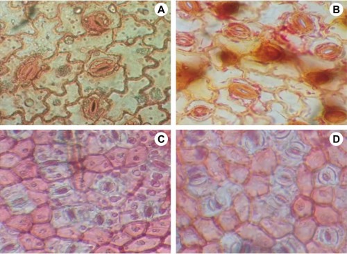 Microphotographs of stomata of leaf sample from polluted and control areas of <em>Pentas lanceolata</em> and <em>Cassia siamea.</em>