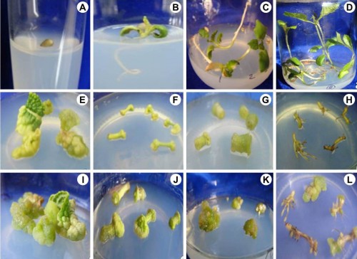 <em>In vitro</em> seed germination in seeds of <em>Tectona grandis.</em>