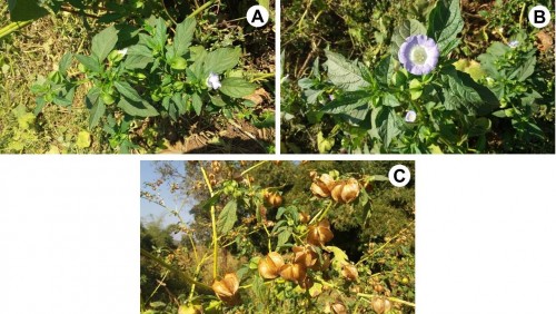<em>Nicandra physalodes </em>(L.) Gaertn.: <strong>A</strong>, Plant in natural habitat; <strong>B</strong>, Flower twig and unripe fruit; <strong>C</strong>, Ripe fruits.