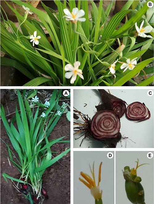<em>Eleutherine bulbosa</em> (Mill.) Urb.: <strong>A</strong>, Habit; <strong>B</strong>, Flowering branches; <strong>C</strong>, Bulb with transverse section; <strong>D</strong>, Stamen; <strong>E</strong>, Pistil.