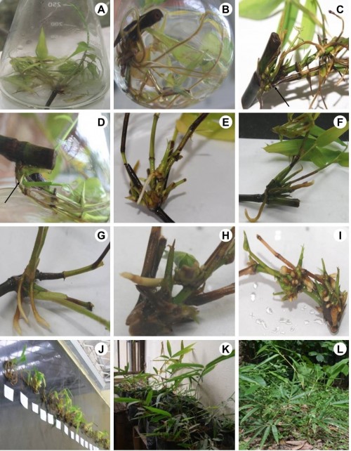Rhizome induction and plant regeneration of <em>Dendrocalamus longispathus </em>(Kurz): <strong>A,</strong> Shoot multiplication; <strong>B,</strong> Rooting of regenerated shoots; <strong>C,</strong> Number rhizome buds and rooting; <strong>Dâ€“G,</strong> Rooted rhizome of intact node explants; <strong>Hâ€“I,</strong> Rooted rhizomes of cut node explants; <strong>J,</strong> Deflasked plantlets after 11weeks of culture in the shoot regeneration media; <strong>K,</strong> Hardening under shaded area; <strong>L,</strong> Plants after field establishment.