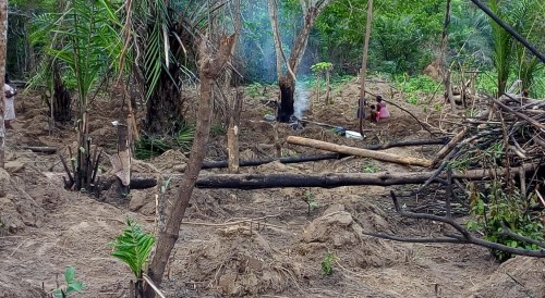 Woman burning a tree on the cultivated land inside the forest reserve.