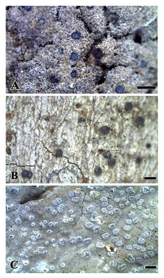 Habit:  A,  Bactrospora  acicularis;  B,  Bactrospora  intermedia;  C,  Sigridea  chloroleuca. Scale bars = 2 mm (A,C); 1 mm (B).