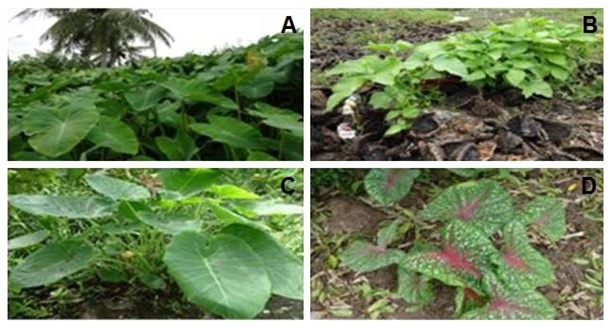 Some aroid species: A, Colocasia esculenta; B, Typhonium trilobatum; C, Colocasia gigantea; D, Caladium bicolor.