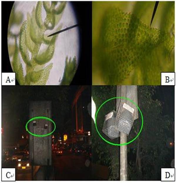 Thuidium tamariscellum; A, with numerous papillose cells;  B, viewed under H.P.O, 400x; Câ€“D, Actual specimen exposed along and in between road intersections in Baguio City