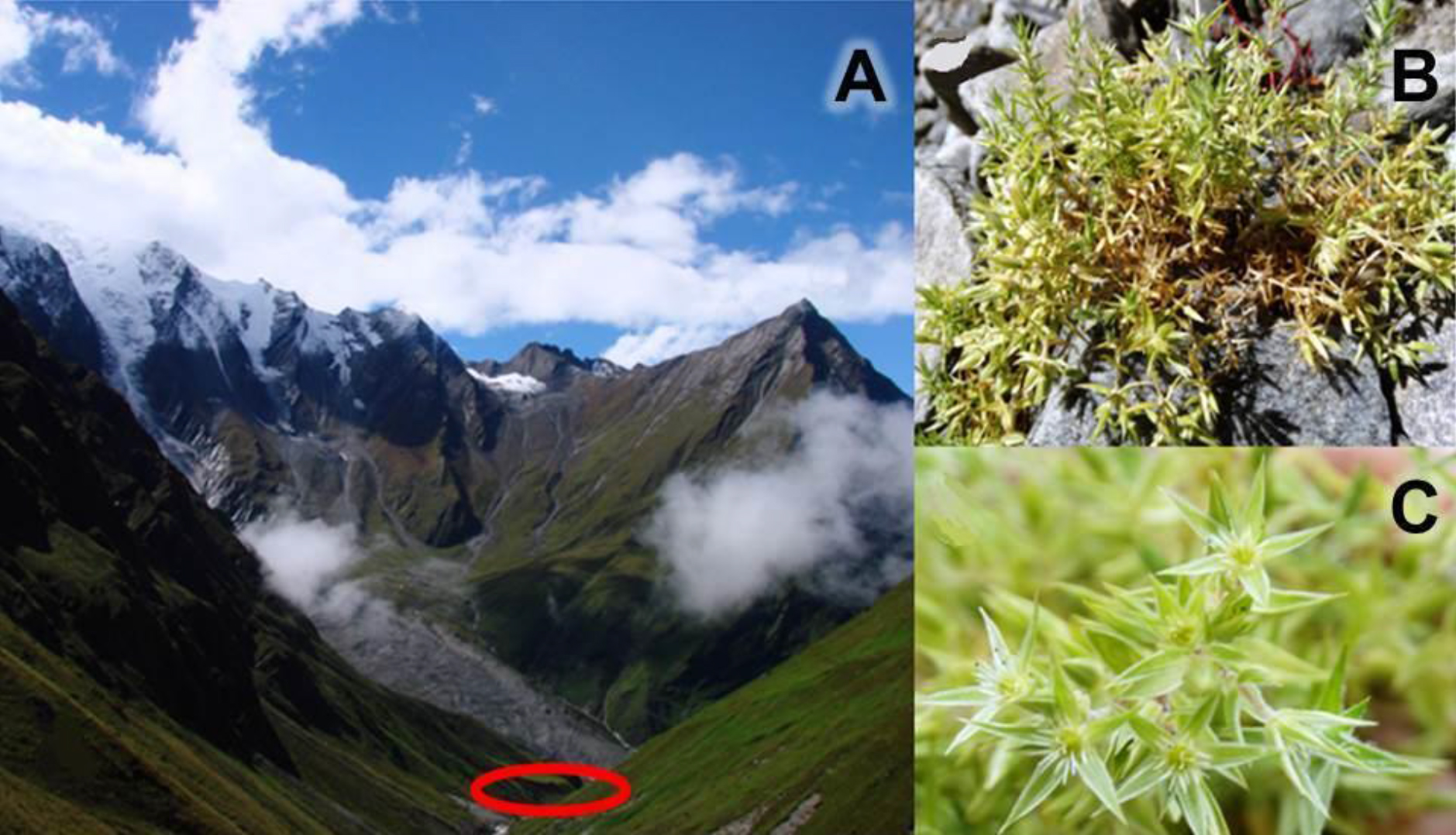 Recollection of Stellaria congestiflora H. Hara (Caryophyllaceae).