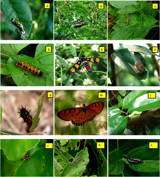Various foliar herbivores (beetle, larvae, and grasshoppers) utilized different plant life-forms in tropical dry evergreen forest on the Coromandel Coast of peninsular India; <b>A</b>, Larva on coriaceous leaves of <i>Atlantia monophylla</i>; <b>B</b>, Jewel beetle in membranous leaves of <i>Acacia caesia</i>; <b>C</b>, Grass hopper in sub-coriaceous leaves of <i>Lantana camara</i>; <b>D</b>, Painted hand maiden moth larva in <i>Argyreia cymosa</i>; <b>E</b>, reared adult of Painted hand maiden moth larva; <b>F</b>, Moth larvae in <i>Memecylon umbellatum</i>; <b>G</b>, Larvae of Tawny coster feeding leaves of <i>Ecbolium viride</i>; <b>H</b>, Reared adult of Tawny coster larva; <b>I</b>, Larva in <i>Diospyros ebenum</i>; <b>J</b>, Beetle folivored notophyll leaves of <i>Canthium dicoccum</i>; <b>K</b>, Moth larva in microphyll leaves of <i>Cayratia pedeta</i> and <b>L</b>, Moth larva in mesophyll leaves of <i>Ficus hispida</i>.